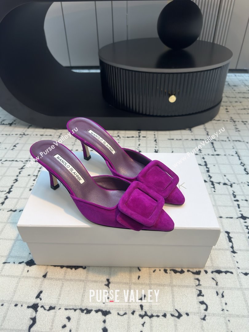 Manolo Blahnik MAYSALE 70 Mules with Buckle in Purple Suede 2025 (MGN-25112531)