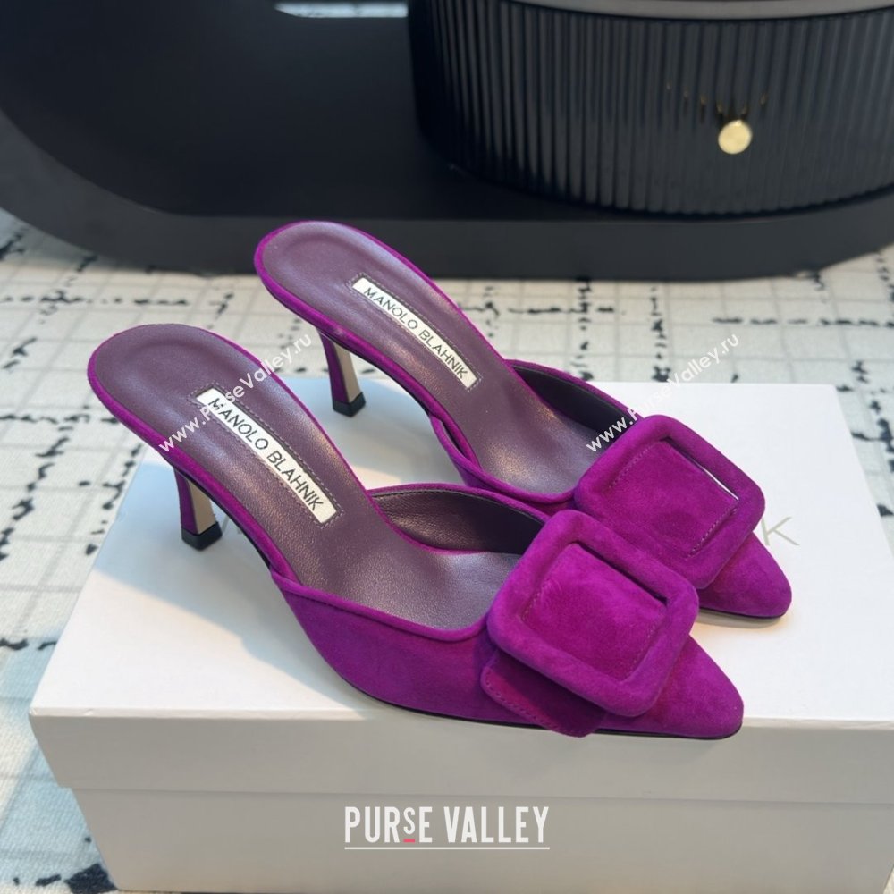 Manolo Blahnik MAYSALE 70 Mules with Buckle in Purple Suede 2025 (MGN-25112531)