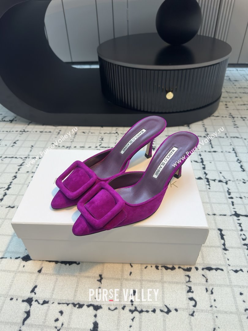 Manolo Blahnik MAYSALE 70 Mules with Buckle in Purple Suede 2025 (MGN-25112531)