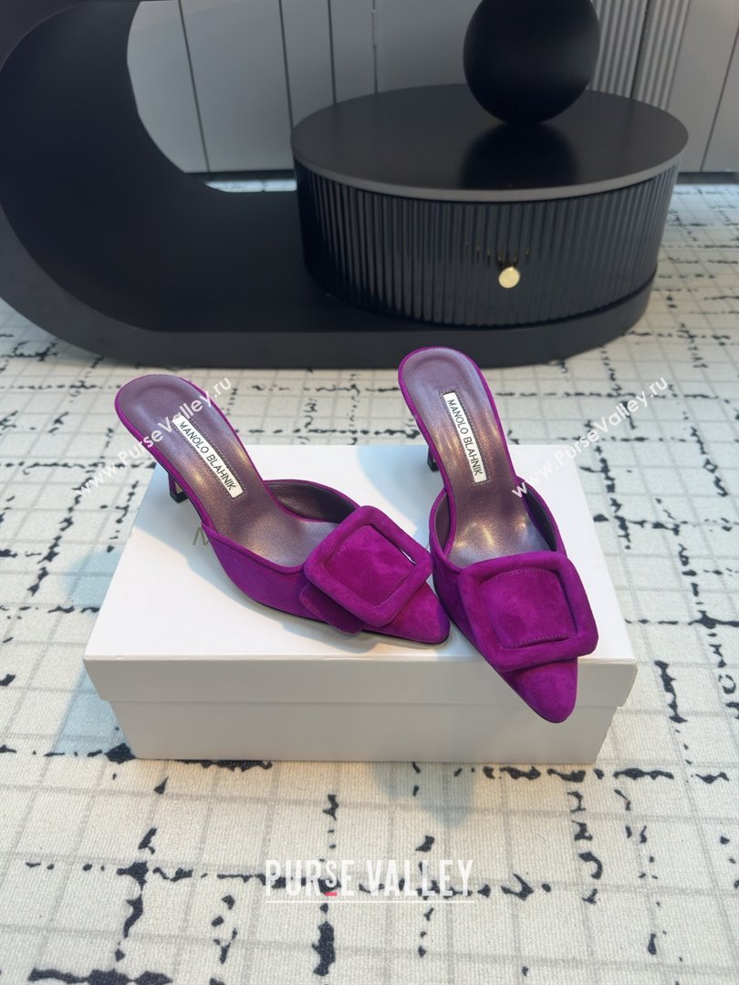 Manolo Blahnik MAYSALE 70 Mules with Buckle in Purple Suede 2025 (MGN-25112531)