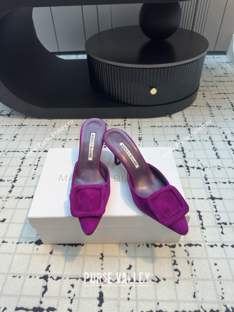 Manolo Blahnik MAYSALE 70 Mules with Buckle in Purple Suede 2025 (MGN-25112531)