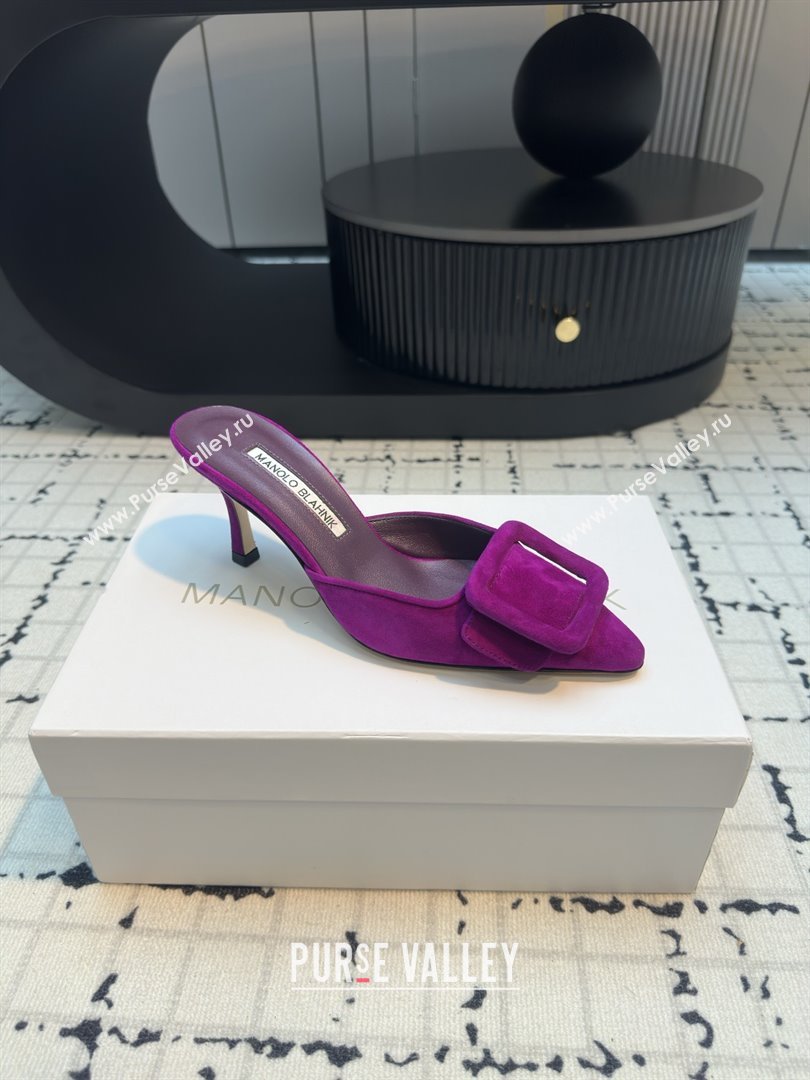 Manolo Blahnik MAYSALE 70 Mules with Buckle in Purple Suede 2025 (MGN-25112531)